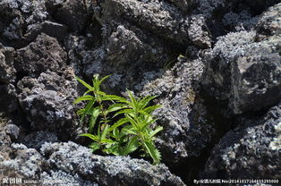 五大连池火山植物图片 探索火山地貌上的生态奇观